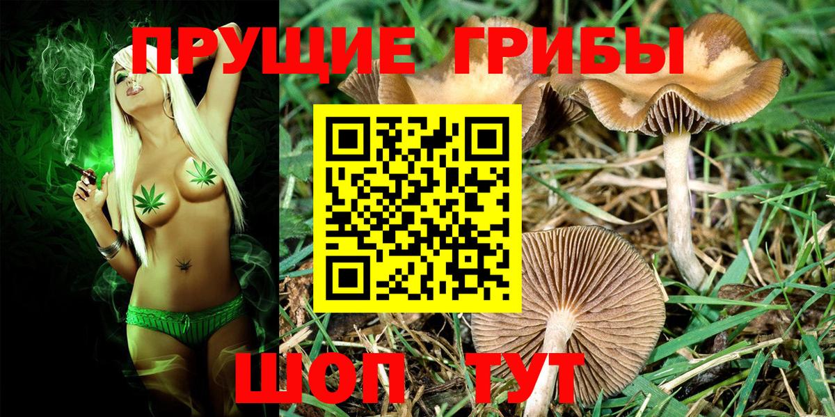 Оренбург  Галлюциногенные грибы Psilocybine cubensis  Вход с VPN 